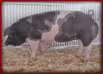 2010-Illinois-St-Fair-2nd-place-and-McLean-County-Fair-Res-Champ-Spotted-Gilt-shown-by-Cory-Whitehouse