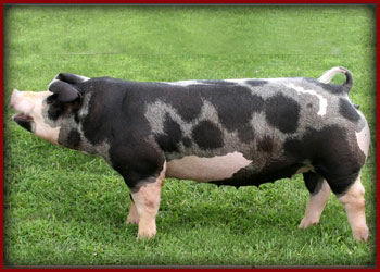 2010-NBS-$5,500-Hog-College-Spotted-Gilt