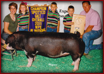 $16,000-3-time-national-Champion-Spotted-Gilt