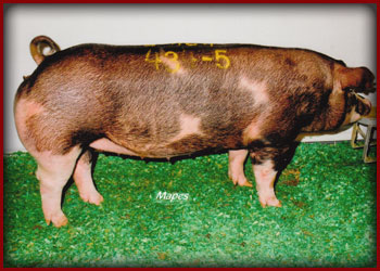 Champion Spotted Gilt SWTC