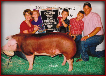 2011-Team-Purebred-JrNational-Res-Hereford-Barrow-shown-by-us