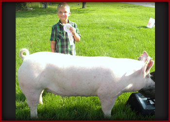 Reserve Champion Yorkshire Iroquois County Fair