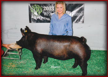 13 Class Winning Crossbred Barrow World Pork Expo
