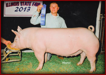 13 Class Winning Yorkshire Gilt Illinois State Fair